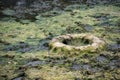 Old tire in the bog. Environmental contamination. Ecological disaster concept