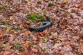 Old tire dumped in a forest. Royalty Free Stock Photo