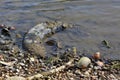 One old tires thrown in the river