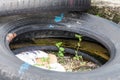Old tire indicating breeding ground for dangerous mosquito Royalty Free Stock Photo
