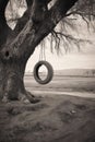 old tire swing hanging from a tree branch in rural setting Royalty Free Stock Photo