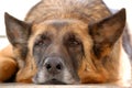 Old tired dog, German Shepherd, Royalty Free Stock Photo