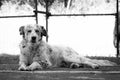 Old and tired dog resting at the backyard of its owner house underneath the shade of the house in black and white Royalty Free Stock Photo