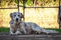 Old and tired dog resting at the backyard of its owner house underneath the shade of the house Royalty Free Stock Photo