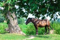 Old tired horse near the tree