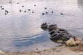 Old tires on the beach