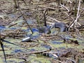 Old tires dumped in a marsh causing pollution Royalty Free Stock Photo