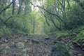 Old Tokaido road, Hakone Royalty Free Stock Photo