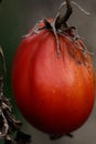 Old tomato Royalty Free Stock Photo