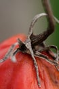Old tomato Royalty Free Stock Photo
