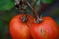 Old tomato Royalty Free Stock Photo