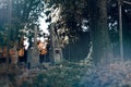 Old tombstones ruin in autmn forest, cemetery in evening, night, moon light, selective focus, halloween concept design backgrond,