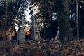 Old tombstones ruin in autmn forest, cemetery in evening, night, moon light, selective focus, halloween concept design backgrond