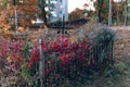 Old tombstones ruin in autmn forest, cemetery in evening, selective focus