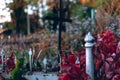 Old tombstones ruin in autmn forest, cemetery in evening, selective focus