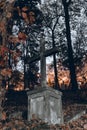 Old tombstones ruin in autmn forest, cemetery in evening, vertical photo