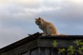 The old tomcat has experienced a serious, deep reflection on the roof of an old barn and watches the surroundings