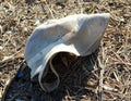 Old torn summer Panama hat, close-up, garbage in nature, Royalty Free Stock Photo