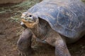 Old Tortoise at Zoo Royalty Free Stock Photo