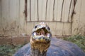 Old Tortoise at Zoo Royalty Free Stock Photo