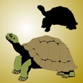 Old tortoise realistic Royalty Free Stock Photo