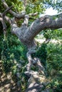 Old tortuous oak tree with ivy for concept of history Royalty Free Stock Photo