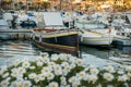 beautiful boats at port and daisies in the foreground of Santa Margherita Ligure, Italy