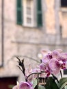Old town with colorful houses and flower lily in Italy Royalty Free Stock Photo