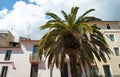 The old town in the historic French city of Nimes. Old town houses and a palm tree
