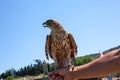 Old Town, Tbilisi - Georgia - 06.25.2023: Symbol of the Georgia, Aquila Heliaca, Eastern Imperial Eagle