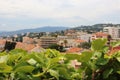 Old town view over green leaves in France