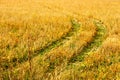 Old track in the field Royalty Free Stock Photo