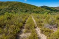 Old track in the middle of the bush Royalty Free Stock Photo