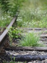 Old track overgrown with grass Royalty Free Stock Photo