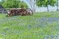 Rural Scene In Texas With Old Tractor And Bluebonnet Blossom In Springtime