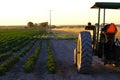 Old Tractor in Farm Field with Growing Crops Sunlight Royalty Free Stock Photo