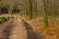 Old tractor road through the woods Royalty Free Stock Photo