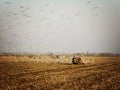 Old Tractor working on the agricultural Field with birds Royalty Free Stock Photo