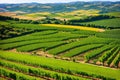 The old traditional alberello vineyards have rows of primitiv.