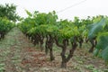 Old traditional alberello vineyards with rows of primitivo wine Royalty Free Stock Photo