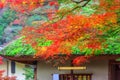 Old traditional Japanese roof and maple tree Royalty Free Stock Photo