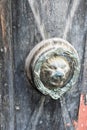 Beautiful old door handle with a lion`s head on a texture door. Royalty Free Stock Photo