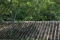 Old traditional tiled Chinese roof and bamboo trees Royalty Free Stock Photo