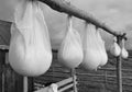 Old traditional way of cheese making by drying it in the sheepfold Royalty Free Stock Photo