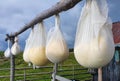 Old traditional way of cheese making by drying it in the sheepfold Royalty Free Stock Photo