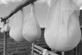 Old traditional way of cheese making by drying it in the sheepfold Royalty Free Stock Photo