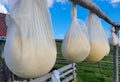 Old traditional way of cheese making by drying it in the sheepfold Royalty Free Stock Photo