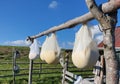 Old traditional way of cheese making by drying it in the sheepfold Royalty Free Stock Photo