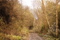 Old train route with ballast without tracks invaded by trees Royalty Free Stock Photo