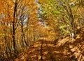 Old train tracks going through the beautiful autumnal trees in the middle of a forest Royalty Free Stock Photo